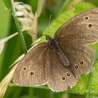 Ringlet